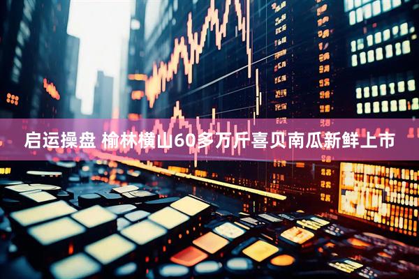 启运操盘 榆林横山60多万斤喜贝南瓜新鲜上市